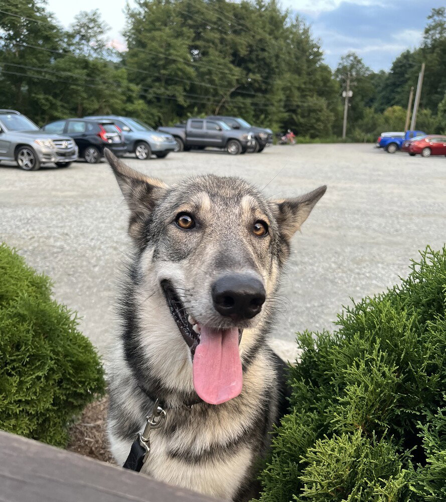 Stella