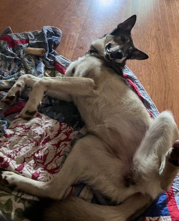 Stella
