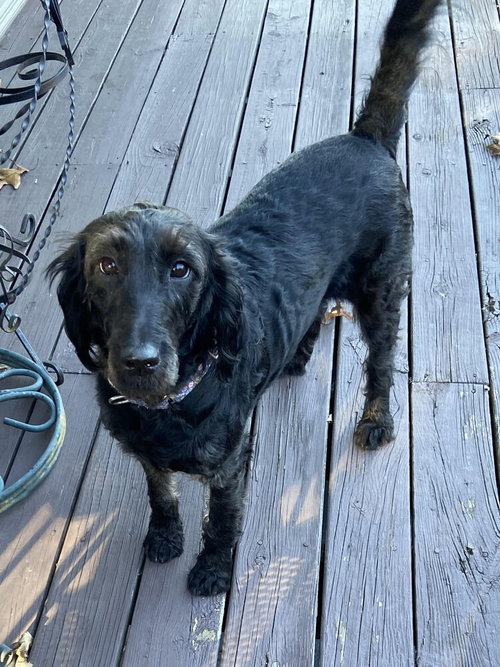 picture of the dog needing adoption