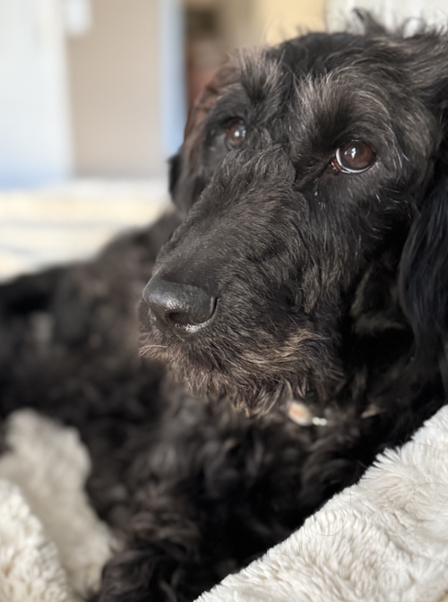 picture of the dog needing adoption