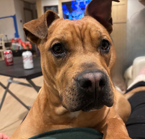 picture of the dog needing adoption
