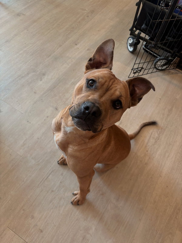 Copper (aka Cop)