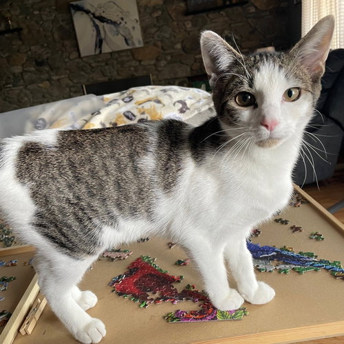 picture of the cat needing adoption