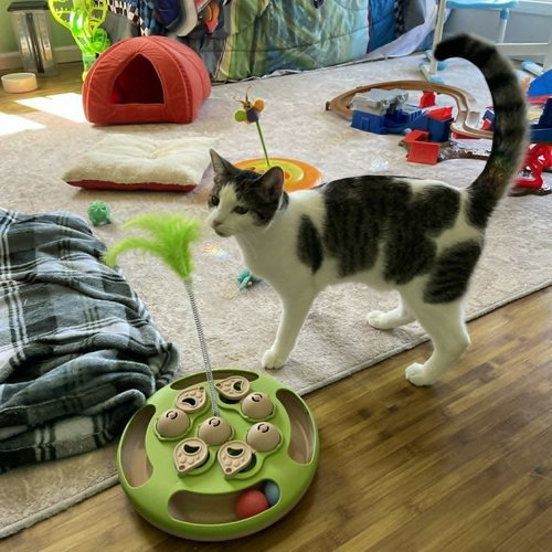 picture of the cat needing adoption