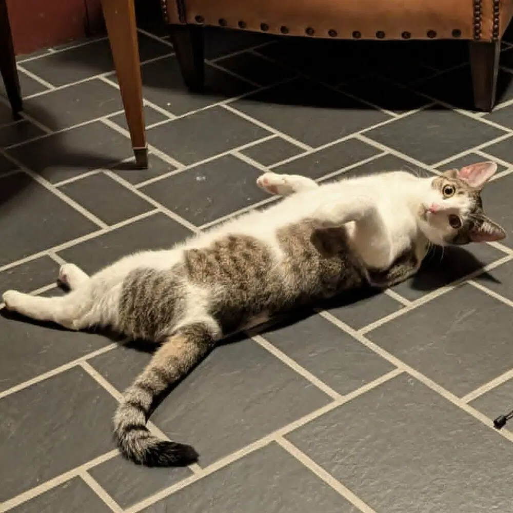 Brooks - Domestic Short Hair