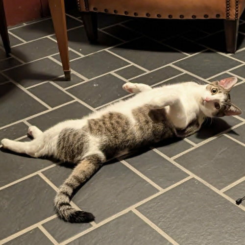 Brooks, a cat for adoption from Mountain Pet Rescue Asheville