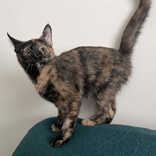 Marmoset, an adoptable Domestic Short Hair in Candler, NC