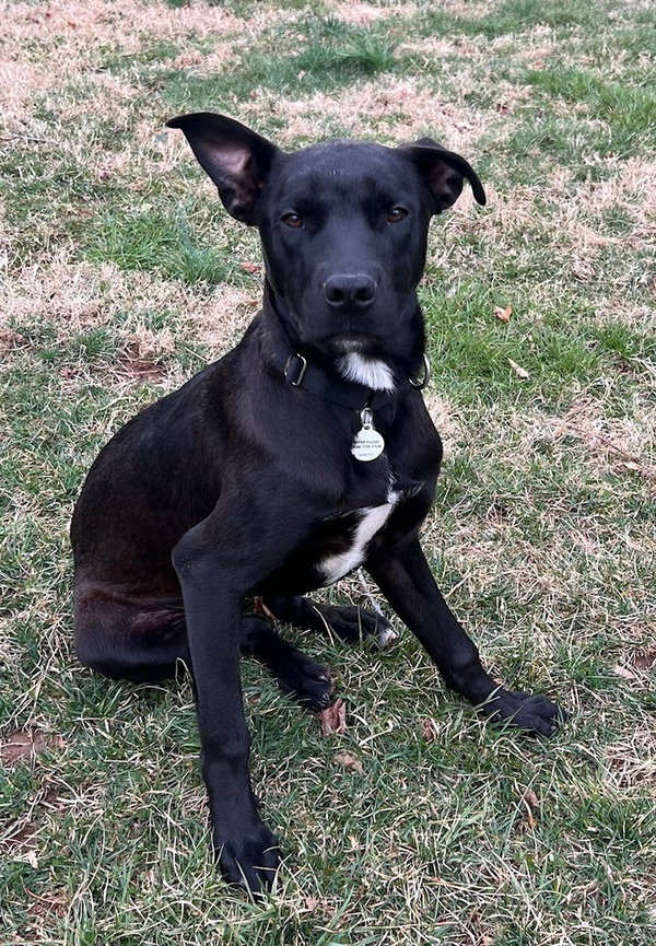 Vito