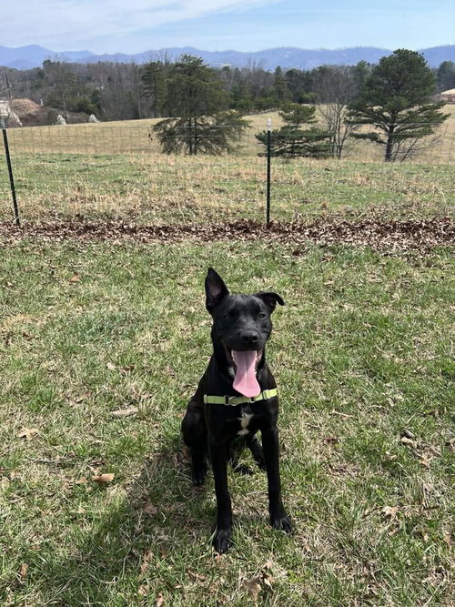 picture of the dog needing adoption