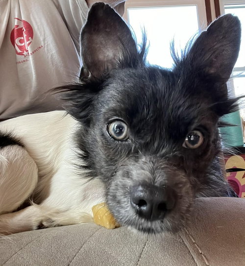 picture of the dog needing adoption