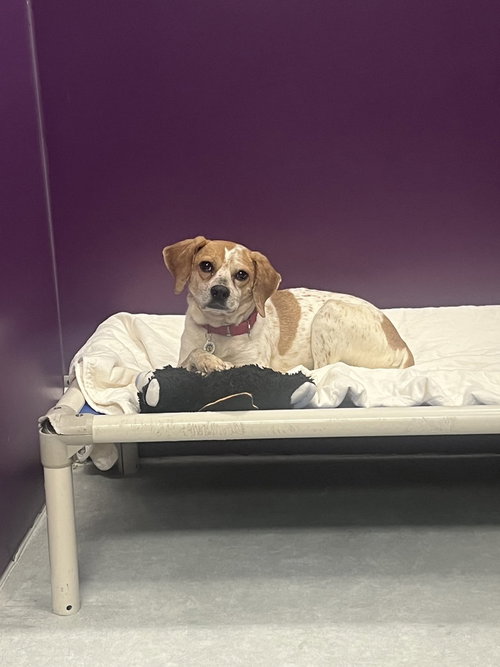 picture of the dog needing adoption