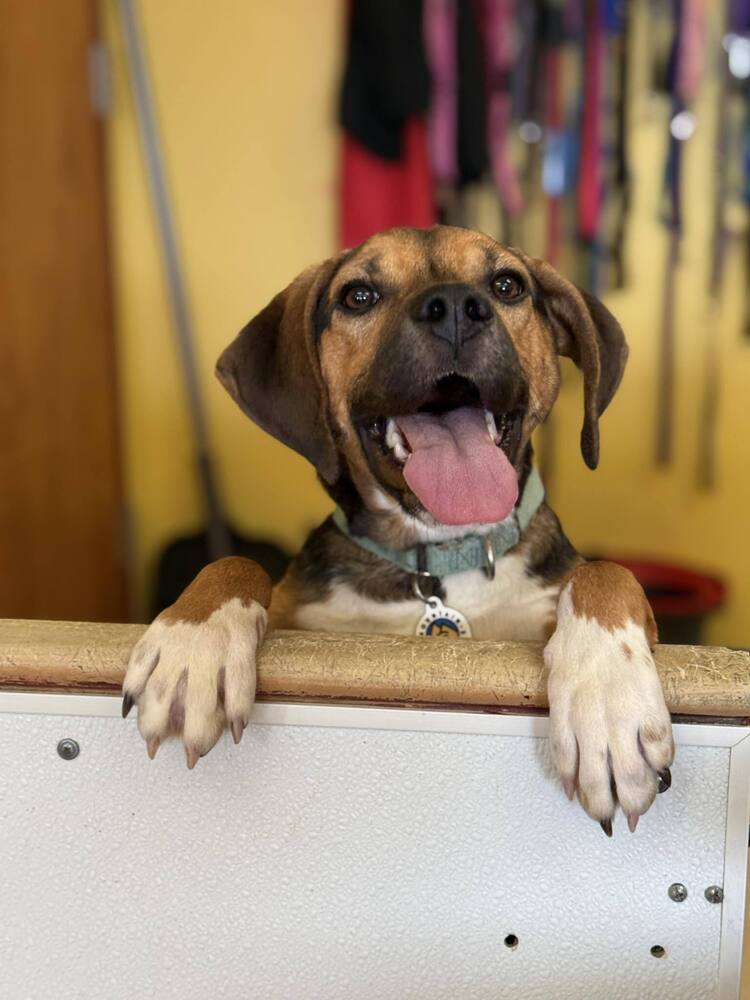 Jolie