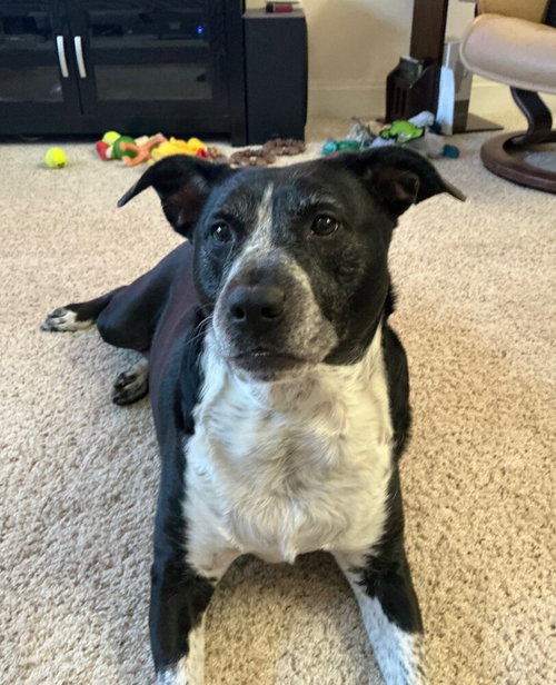 picture of the dog needing adoption