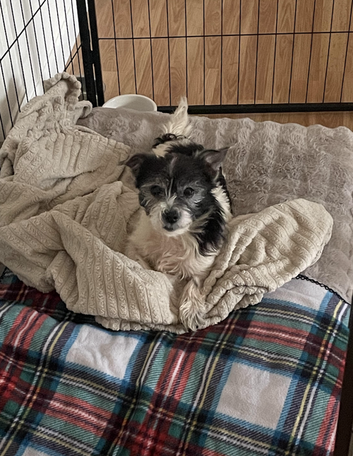 Mona, an adoptable Terrier in Candler, NC