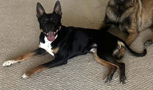 picture of the dog needing adoption
