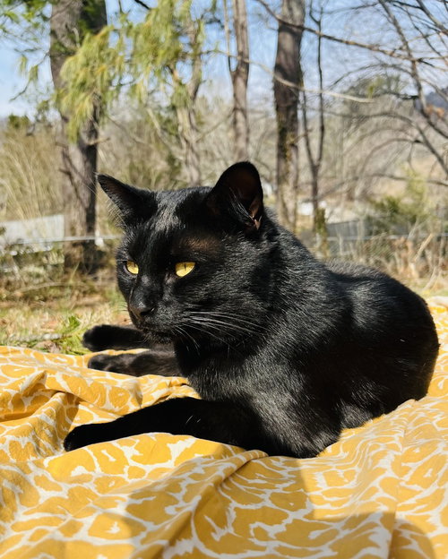 picture of the cat needing adoption