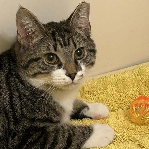 picture of the cat needing adoption