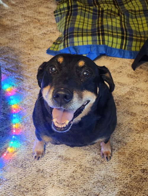 picture of the dog needing adoption