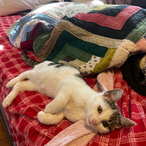 Darby, an adoptable Domestic Short Hair in Candler, NC