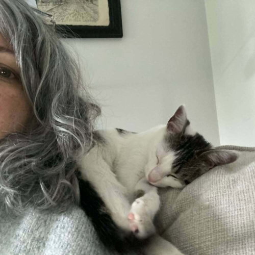 Darby, an adoptable Domestic Short Hair in Candler, NC