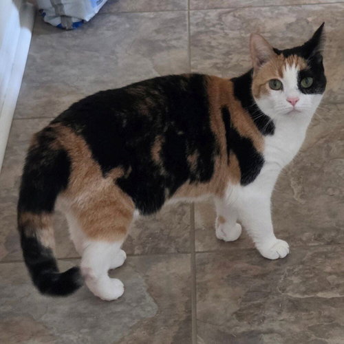 Fancy, an adoptable Domestic Short Hair in Candler, NC
