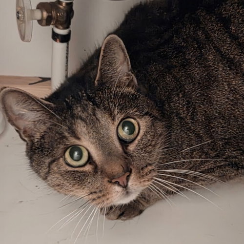 Charlie, an adoptable Domestic Short Hair in Candler, NC