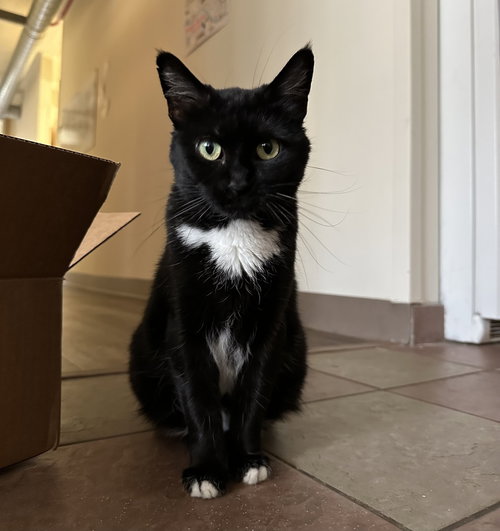 Mama Ember, an adoptable Domestic Short Hair in Candler, NC