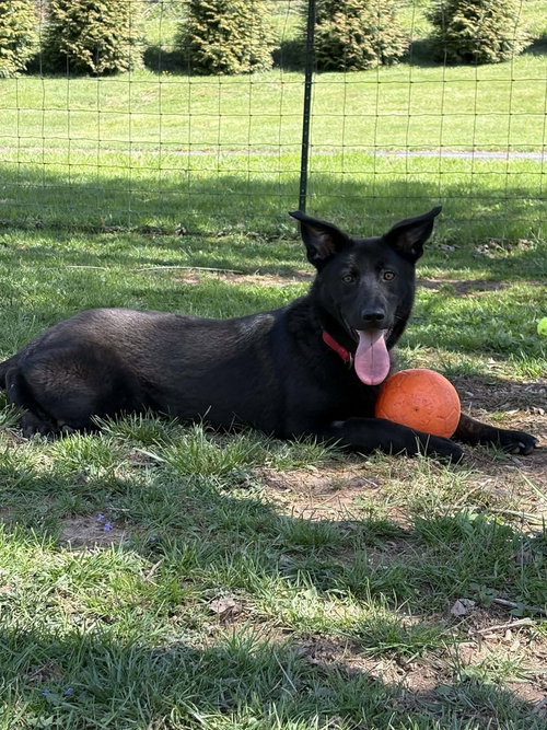 Stormy, an adoptable Terrier in Candler, NC