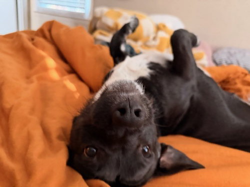 Sosa, an adoptable Terrier in Candler, NC