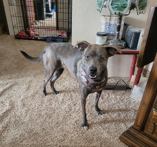picture of the dog needing adoption