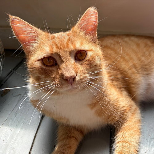 picture of the cat needing adoption