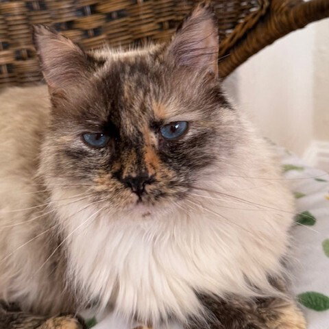 Xanthia, an adoptable Siamese in Candler, NC