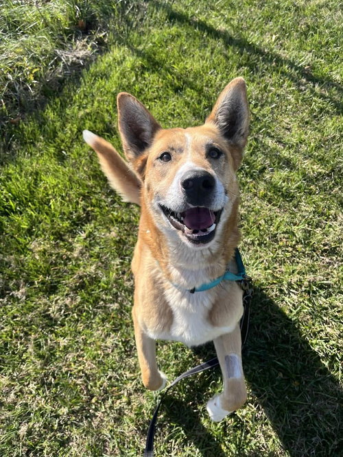 Drifter, an adoptable Terrier in Candler, NC