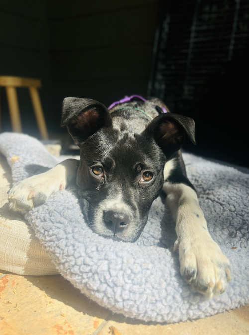 picture of the dog needing adoption