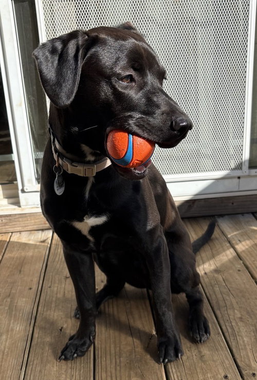 picture of the dog needing adoption