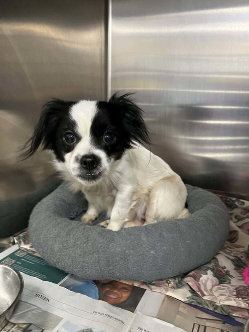 Panda, an adoptable Terrier in Candler, NC
