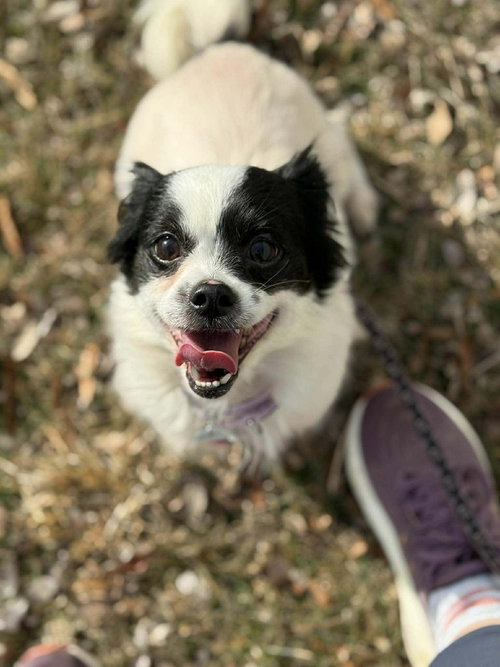 picture of the dog needing adoption