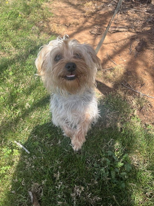picture of the dog needing adoption
