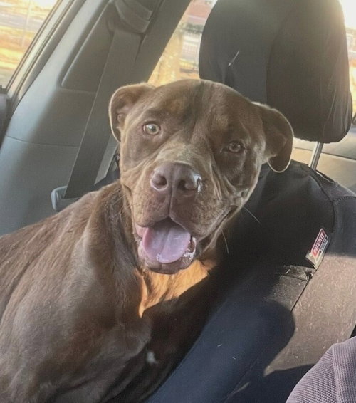 Buddy, an adoptable Labrador Retriever in Candler, NC