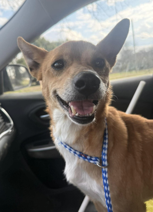 Gretal, an adoptable Terrier in Candler, NC