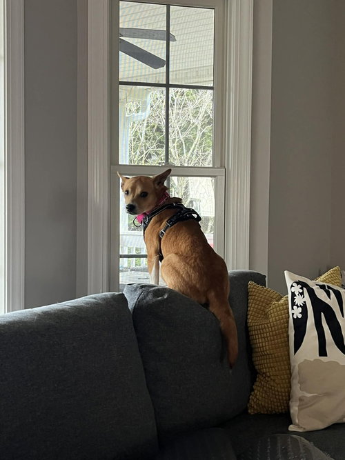 picture of the dog needing adoption