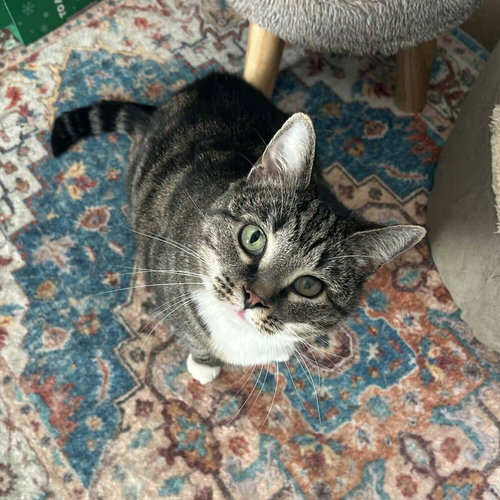 Paris, an adoptable Domestic Short Hair in Candler, NC