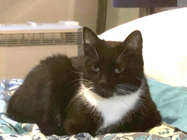 zz-Momma Cat
