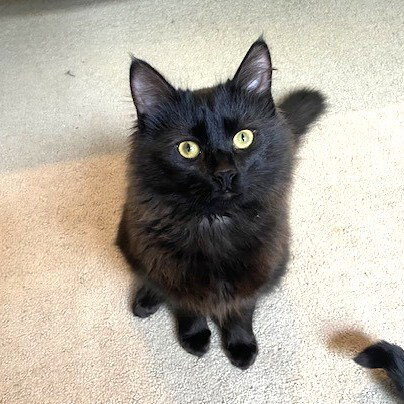 zz-Little Kitten, an adoptable Domestic Medium Hair in Candler, NC