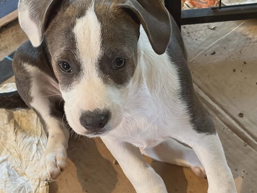 picture of the dog needing adoption