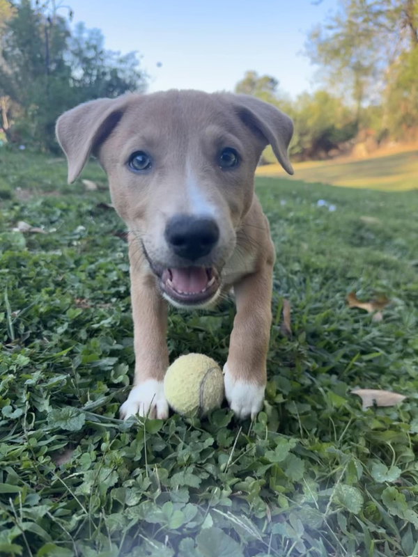 Wilbur