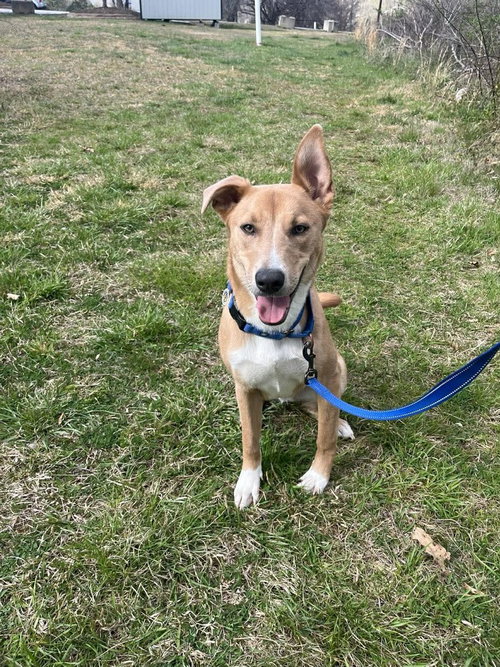 WILBUR - Terrier available for adoption