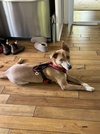 Wilbur - Photo 4