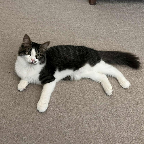Seagram, an adoptable Domestic Medium Hair in Candler, NC