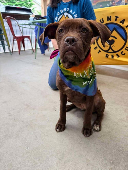Dandy, an adoptable Terrier in Candler, NC